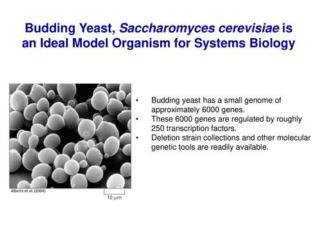 Budding yeast has a small genome of approximately 6000 genes.