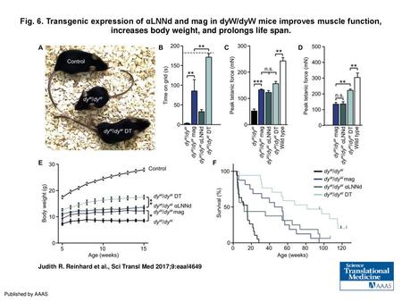 Fig. 6. Transgenic expression of αLNNd and mag in dyW/dyW mice improves muscle function, increases body weight, and prolongs life span. Transgenic expression.