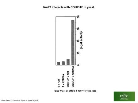 Nur77 interacts with COUP‐TF in yeast.