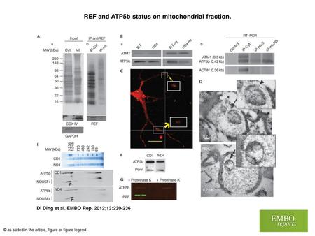 REF and ATP5b status on mitochondrial fraction.