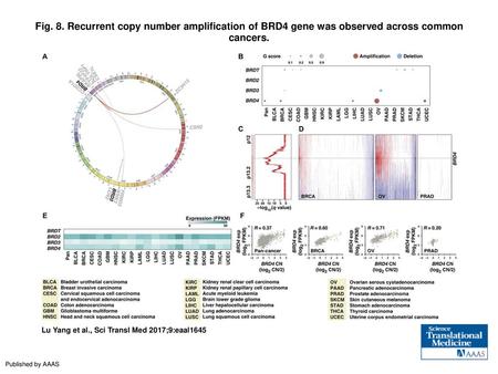 Fig. 8. Recurrent copy number amplification of BRD4 gene was observed across common cancers. Recurrent copy number amplification of BRD4 gene was observed.