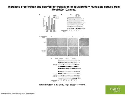 Increased proliferation and delayed differentiation of adult primary myoblasts derived from MyoDR99,102 mice. Increased proliferation and delayed differentiation.