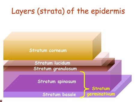 Layers (strata) of the epidermis