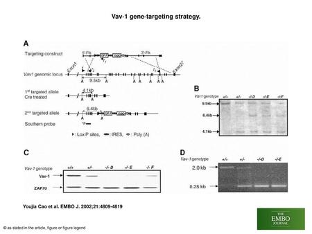 Vav‐1 gene‐targeting strategy.