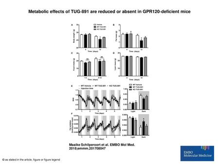 Metabolic effects of TUG‐891 are reduced or absent in GPR120‐deficient mice Metabolic effects of TUG‐891 are reduced or absent in GPR120‐deficient mice.