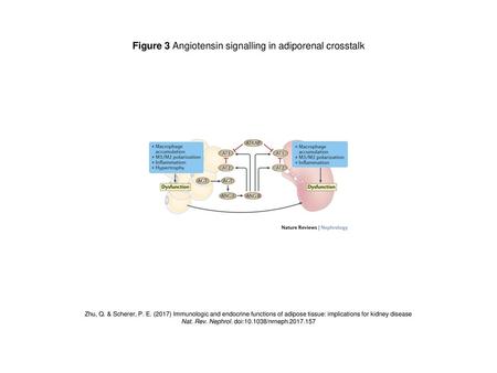 Figure 3 Angiotensin signalling in adiporenal crosstalk