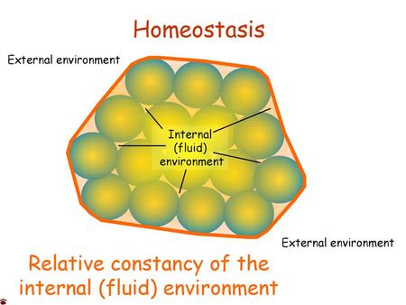 Homeostasis Relative constancy of the internal (fluid) environment