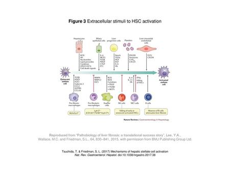 Figure 3 Extracellular stimuli to HSC activation