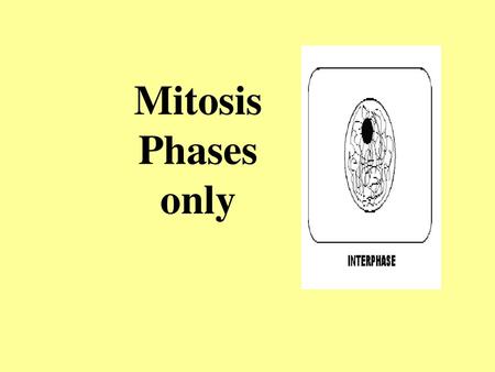 Mitosis Phases only.