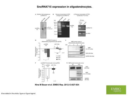 SncRNA715 expression in oligodendrocytes.