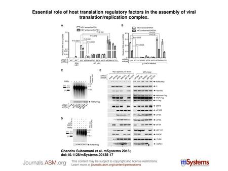 Essential role of host translation regulatory factors in the assembly of viral translation/replication complex. Essential role of host translation regulatory.
