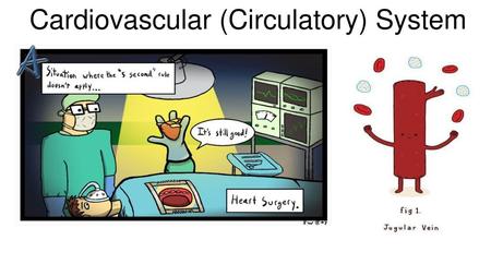 Cardiovascular (Circulatory) System