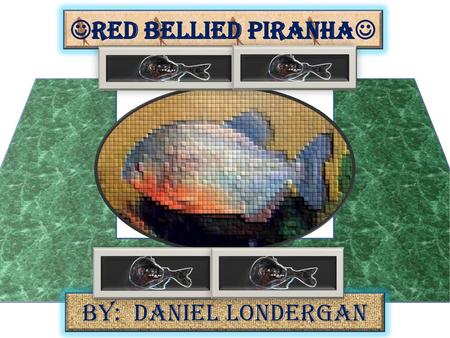 Red Bellied Piranha By: Daniel Londergan
