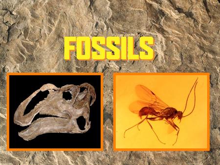 What is a fossil? What do fossils tell us?