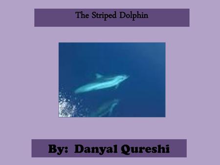 The Striped Dolphin By: Danyal Qureshi
