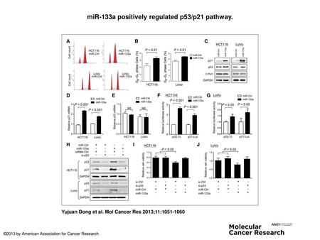 miR-133a positively regulated p53/p21 pathway.