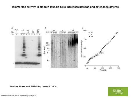 Telomerase activity in smooth‐muscle cells increases lifespan and extends telomeres. Telomerase activity in smooth‐muscle cells increases lifespan and.