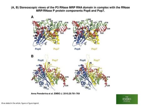 (A, B) Stereoscopic views of the P3 RNase MRP RNA domain in complex with the RNase MRP/RNase P protein components Pop6 and Pop7. (A, B) Stereoscopic views.