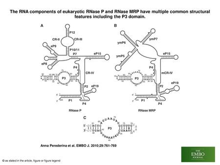 The RNA components of eukaryotic RNase P and RNase MRP have multiple common structural features including the P3 domain. The RNA components of eukaryotic.