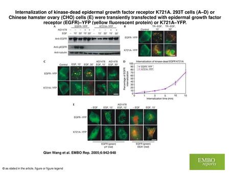 Internalization of kinase‐dead epidermal growth factor receptor K721A