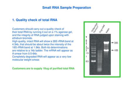 Small RNA Sample Preparation