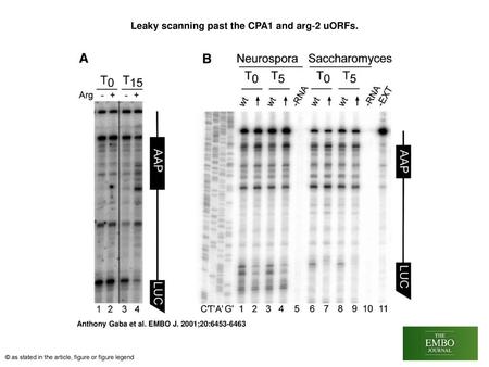 Leaky scanning past the CPA1 and arg‐2 uORFs.