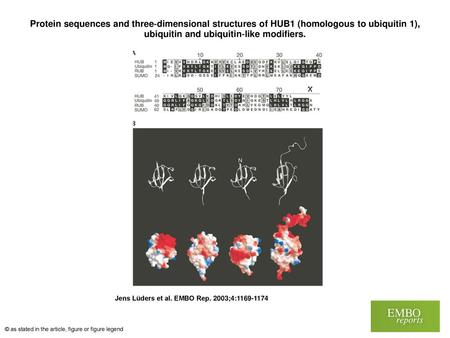 Protein sequences and three‐dimensional structures of HUB1 (homologous to ubiquitin 1), ubiquitin and ubiquitin‐like modifiers. Protein sequences and three‐dimensional.