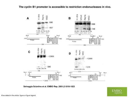 The cyclin B1 promoter is accessible to restriction endonucleases in vivo. The cyclin B1 promoter is accessible to restriction endonucleases in vivo. Nuclei.