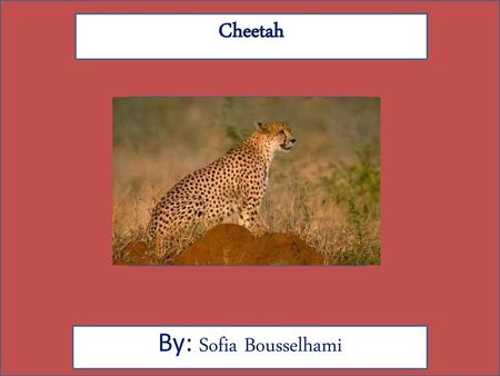 Cheetah By: Sofia Bousselhami