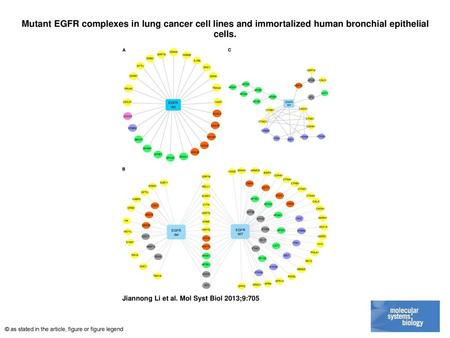Mutant EGFR complexes in lung cancer cell lines and immortalized human bronchial epithelial cells. Mutant EGFR complexes in lung cancer cell lines and.