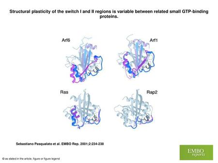 Structural plasticity of the switch I and II regions is variable between related small GTP‐binding proteins. Structural plasticity of the switch I and.