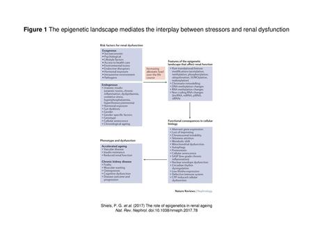 Figure 1 The epigenetic landscape mediates the interplay between stressors and renal dysfunction Figure 1 | The epigenetic landscape mediates the interplay.