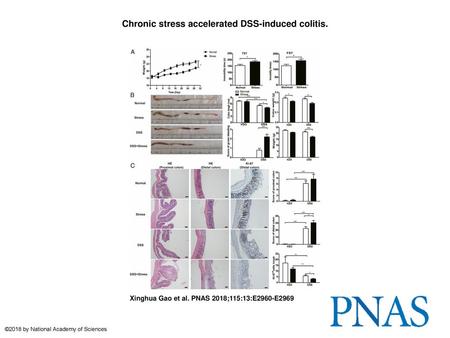 Chronic stress accelerated DSS-induced colitis.