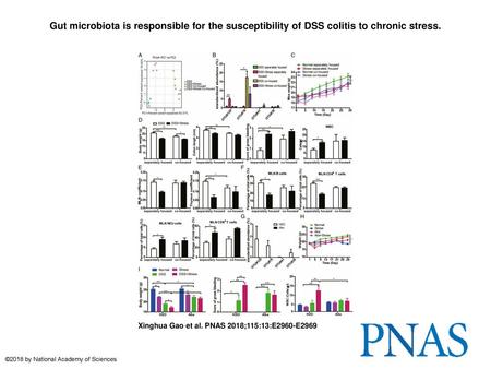 Gut microbiota is responsible for the susceptibility of DSS colitis to chronic stress. Gut microbiota is responsible for the susceptibility of DSS colitis.