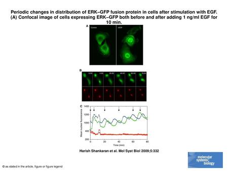 Periodic changes in distribution of ERK–GFP fusion protein in cells after stimulation with EGF. (A) Confocal image of cells expressing ERK–GFP both before.
