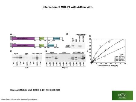 Interaction of MKLP1 with Arf6 in vitro.