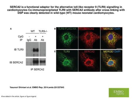 SERCA2 is a functional adaptor for the alternative toll‐like receptor 9 (TLR9) signalling in cardiomyocytes Co‐immunoprecipitated TLR9 with SERCA2 antibody.