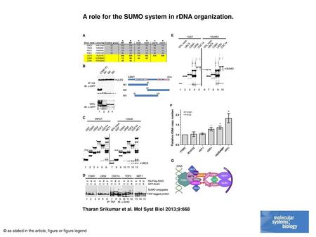 A role for the SUMO system in rDNA organization.