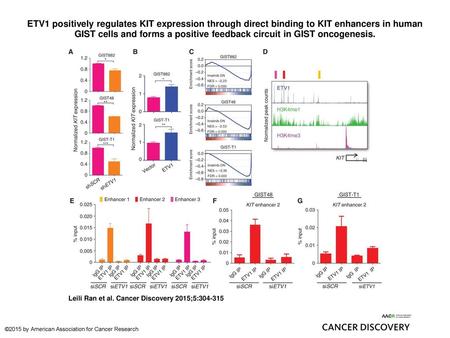 ETV1 positively regulates KIT expression through direct binding to KIT enhancers in human GIST cells and forms a positive feedback circuit in GIST oncogenesis.