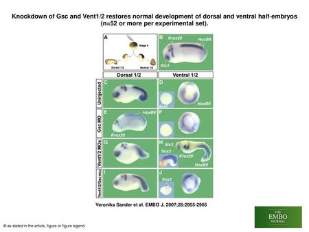 Knockdown of Gsc and Vent1/2 restores normal development of dorsal and ventral half‐embryos (n=52 or more per experimental set). Knockdown of Gsc and Vent1/2.