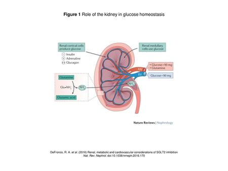 Figure 1 Role of the kidney in glucose homeostasis