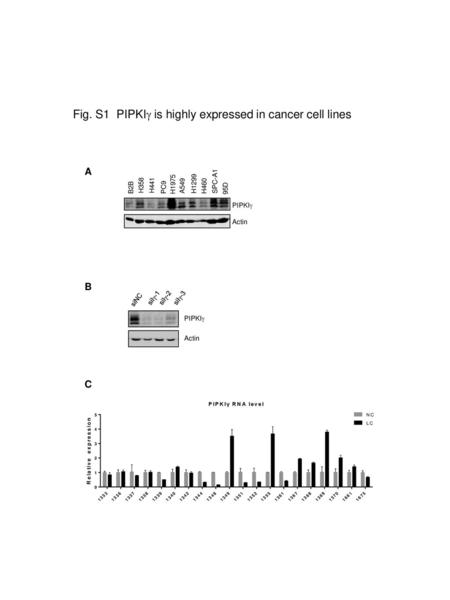 Fig. S1 PIPKI is highly expressed in cancer cell lines