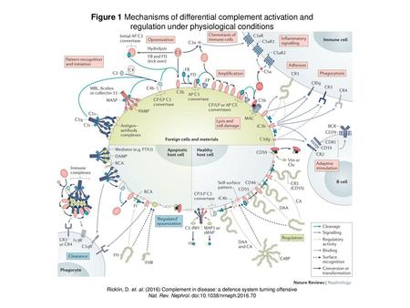 Figure 1 Mechanisms of differential complement activation and