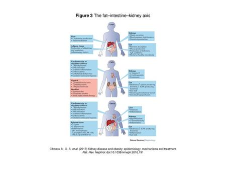 Figure 3 The fat–intestine–kidney axis
