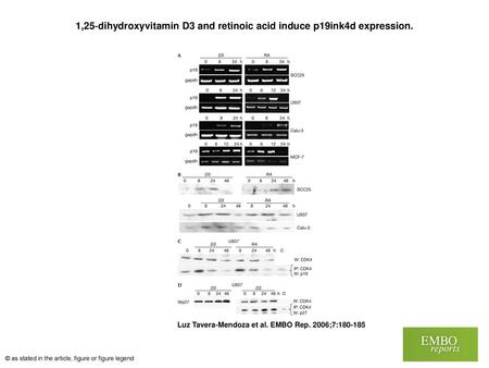 1,25‐dihydroxyvitamin D3 and retinoic acid induce p19ink4d expression.