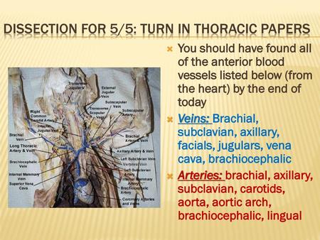 Dissection for 5/5: turn in thoracic papers