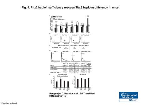 Pitx2 haploinsufficiency rescues Tbx5 haploinsufficiency in mice