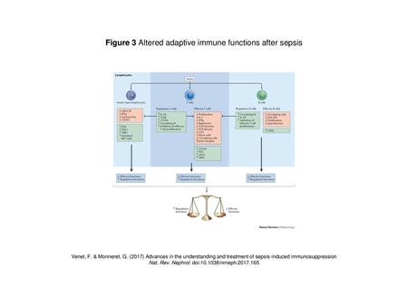 Figure 3 Altered adaptive immune functions after sepsis