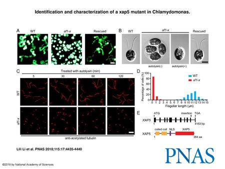 Identification and characterization of a xap5 mutant in Chlamydomonas.