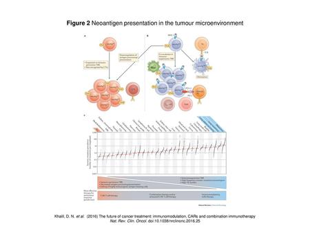 Figure 2 Neoantigen presentation in the tumour microenvironment